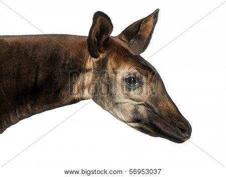 Close-up of an Okapi profile, Okapia johnstoni, isolated on white