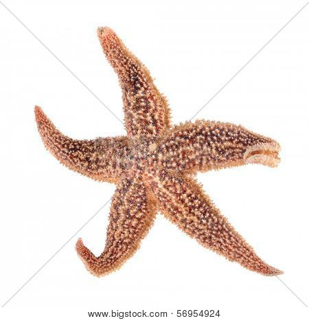 starfish isolated on white. Asteroidea sea star