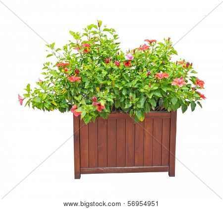 Flowers and wooden pot isolated over white background