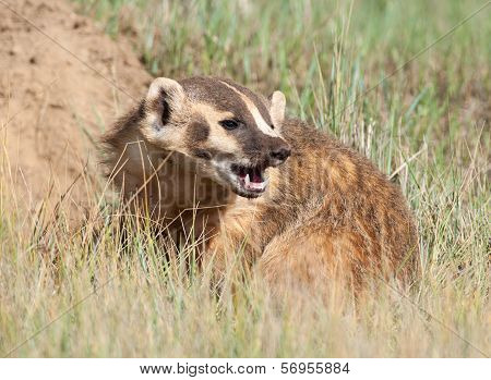 American Badger