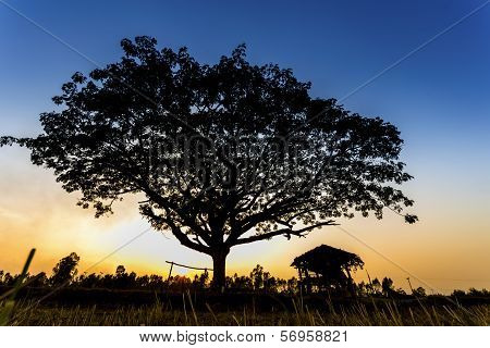 Hut and big tree in the terrace rice field