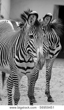 Zebras