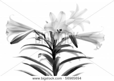 Easter Lilies High Key B&w