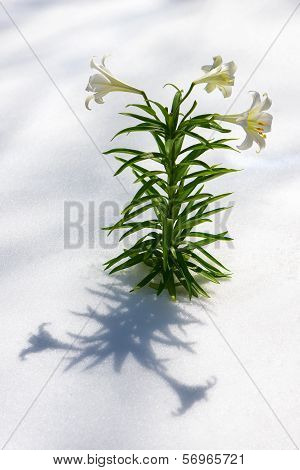 Easter Lilies In Snow Vertical