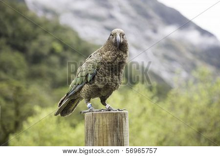 Kea Bird