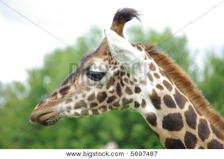Giraf