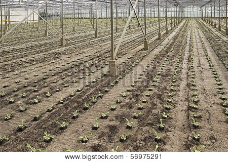 Planting New Young Andive Plants In Glasshouse