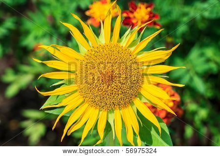 sun flower