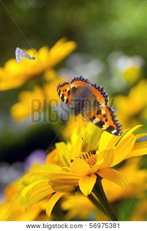 Tortoiseshell Butterfly And Bumble Bees On Sunflowers