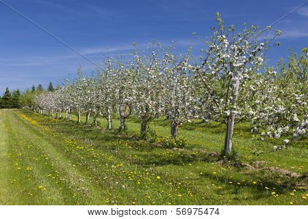 Beautiful white blossom of apple trees in a farm commercial apple orchard in springtime.