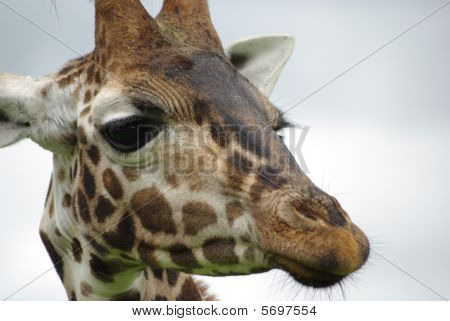Giraffe3