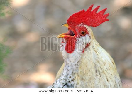 Gallo blanco