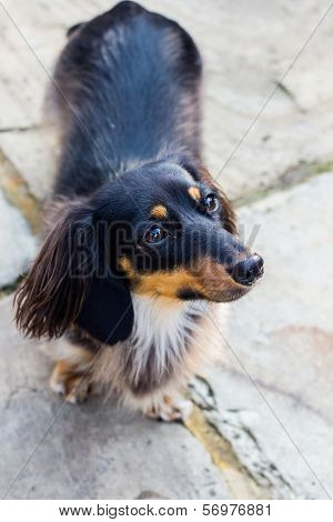 Cute Daschund