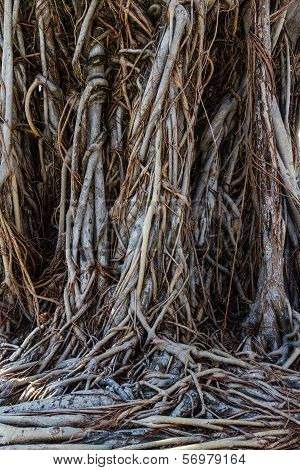 Tree roots on the ground.