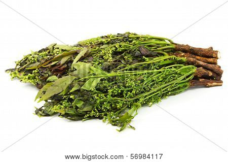 Margosa Plant From Neem Tree