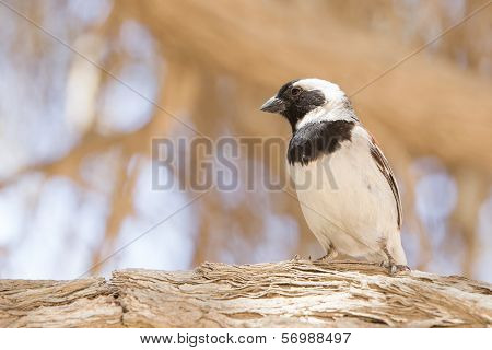 Cape Sparrow (passer Melanurus)