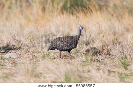 Guinea Fowl, Helmeted - Wild Game Birds From Africa