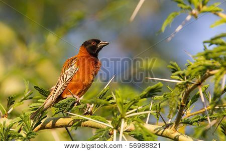 Southern Red Bishop Busy Building A Nest