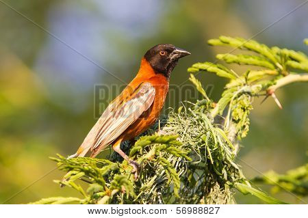 Southern Red Bishop Busy Building A Nest
