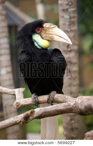 En hornbill fugl