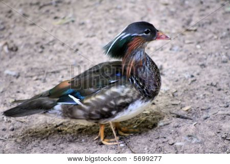 Holz-Ente
