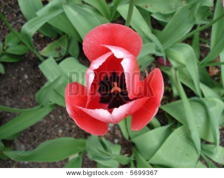 Red Tulip