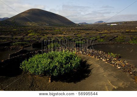 Lanzarote Spain Cultivation Viticulture Winery