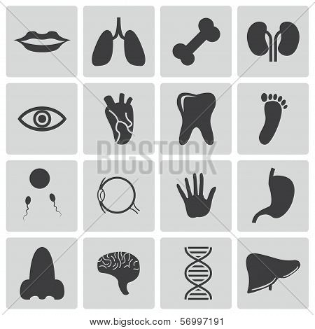 Vector black  anatomy  icons set