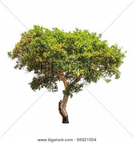 Jambul (syzygium Cumini) Also Known As Jambolan Plum, Java Plum, Black Plum, Tropical Tree In The No