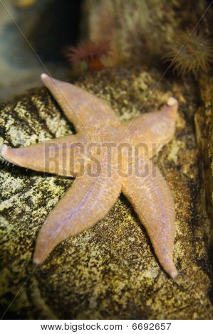 Estrella de mar común