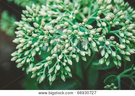 sedum bud