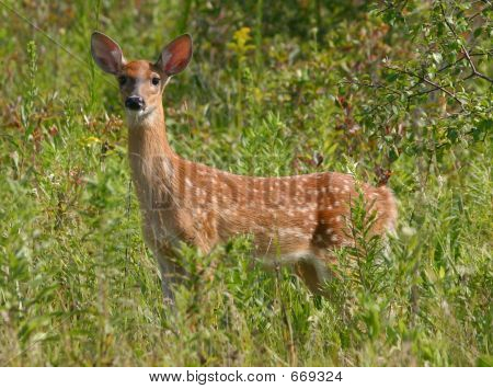 Fawn