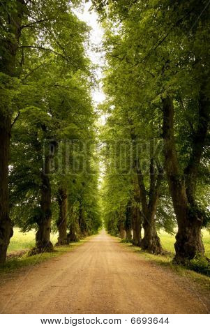 Avenue