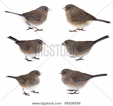Collage Of Dark-eyed Juncos