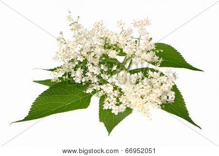 Elderberry Flower