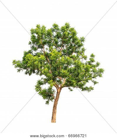 Neem Plant (azadirachta Indica), Tropical Tree In The Northeast Of Thailand Isolated On White Backgr