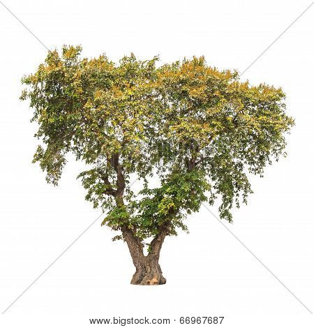 Sindora Siamensis, Tropical Tree In The Northeast Of Thailand Isolated On White Background