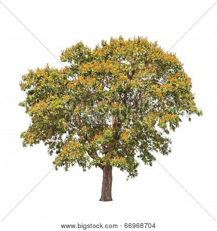 Sindora Siamensis, Tropical Tree In The Northeast Of Thailand Isolated On White Background