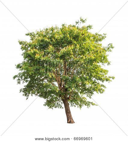 Sindora Siamensis, Tropical Tree In The Northeast Of Thailand Isolated On White Background