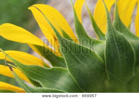 Girasol desde atrás