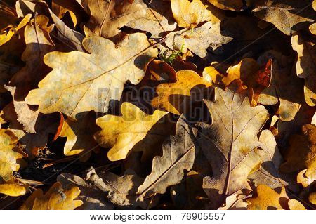 Autumn leaves.