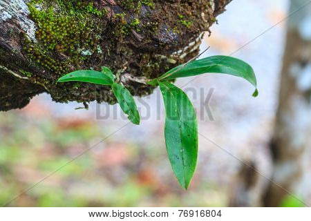 Orchid In Forest