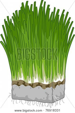 Illustration Featuring a Block of Wheatgrass