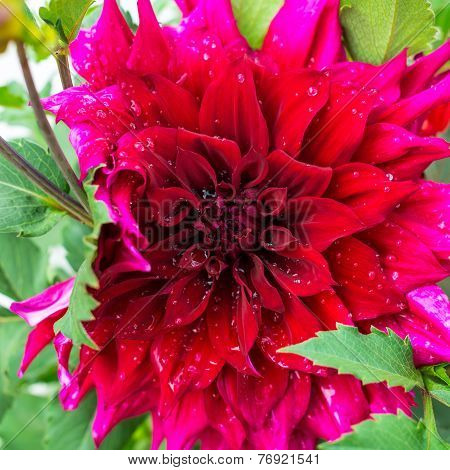 Beautiful Blooming Red Velvet Petals Dahlia Macro Of Raindrops, Closeup