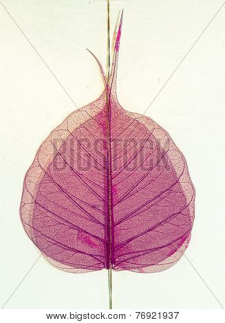apen leaf background