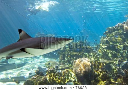 Reefshark