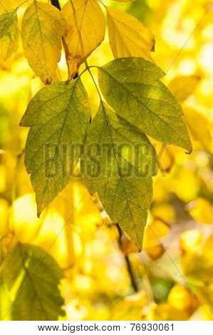 Leaves Of Acer Negundo