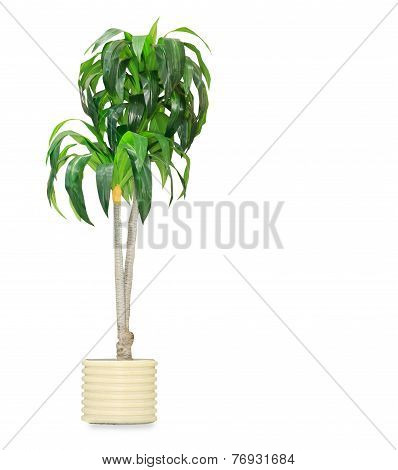Big Dracaena Palm In A Pot Isolated Over White