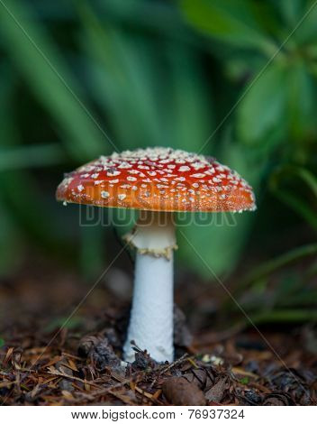 Fine grown fly agaric