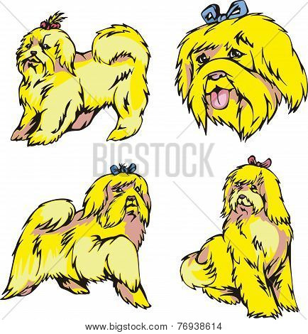 Bichon Dogs